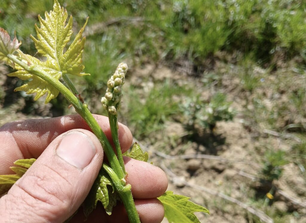 Brunello di Montalcino buds