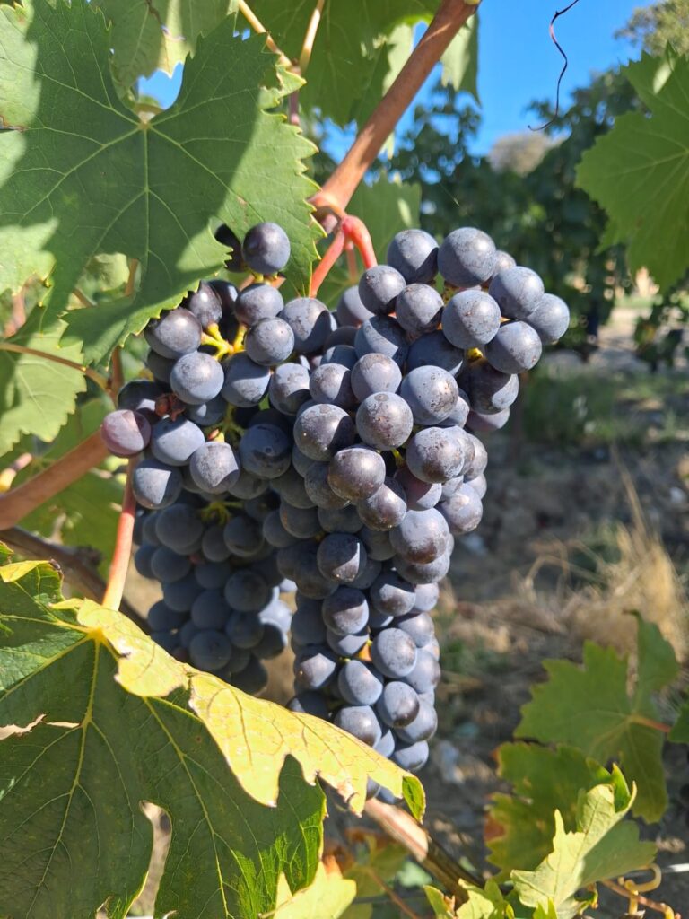 Sangiovese grape SanLorenzo
