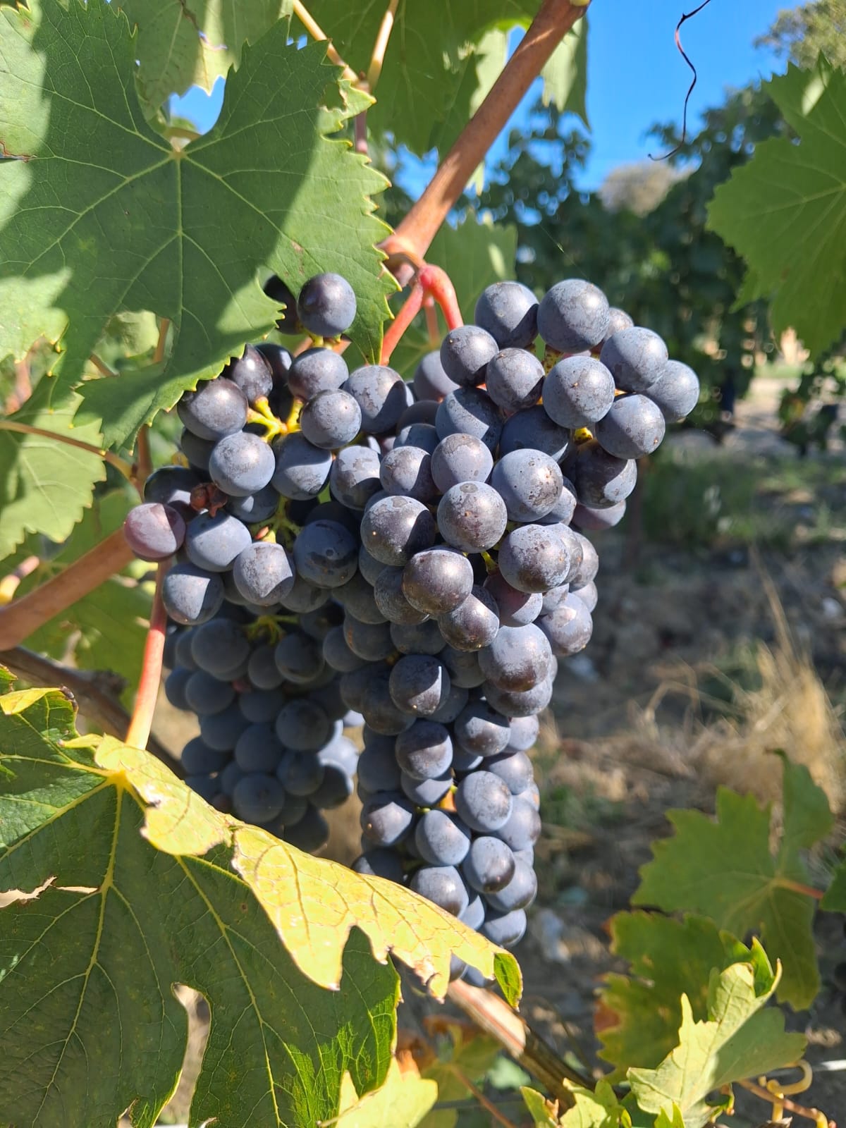 Sangiovese grape SanLorenzo